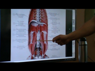 anatomy and biomechanics of the spine and thorax day 2 h 4