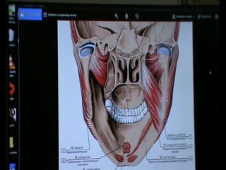 anatomy and biomechanics of the head-neck region. day 2 h 5