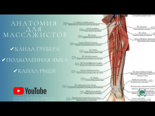 anatomy for masseurs. gruber's canal, richet's canal. popliteal fossa. theory.