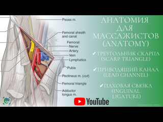 anatomy for masseurs. theory. channels of the lower limb. tatyana yakovleva