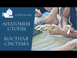 foot anatomy. bone system. palpation. tatyana yakovleva