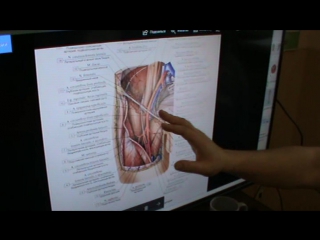 anatomy and biomechanics of the pelvis and hip region. day 3 part 4.