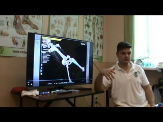 anatomy and biomechanics of the pelvis and hip region. day 3 part 2.