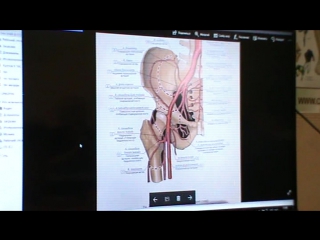 anatomy and biomechanics of the pelvis and hip region. day 2 part 7.