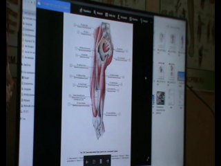 anatomy and biomechanics of the pelvis and hip region. day 2 part 1.