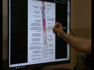 anatomy and biomechanics of the shoulder girdle. ivan desyatskikh day 2 h 7