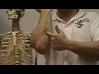 anatomy and biomechanics of the shoulder girdle. ivan desyatskikh day 2 h 3