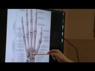 anatomy and biomechanics of the shoulder girdle. ivan desyatskikh day 3 h 1