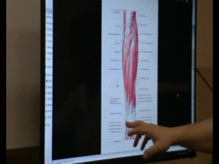 anatomy and biomechanics of the shoulder girdle. ivan desyatskikh day 2 h 8