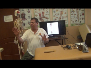 anatomy and biomechanics of the pelvis and hips. h 20