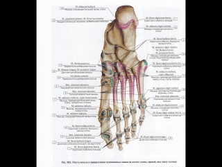 anatomy and biomechanics of the foot. day 1 h 9