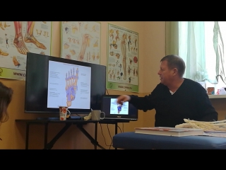 anatomy and biomechanics of the foot. day 1 h 6