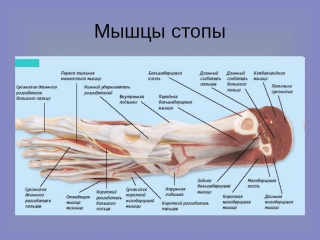 anatomy and biomechanics of the foot. day 4 hours 2