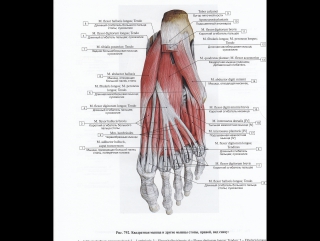 anatomy and biomechanics of the foot. day 3 h 3
