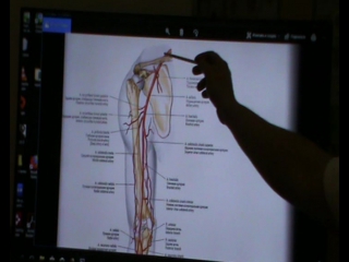 anatomy and biomechanics of the shoulder girdle. ivan desyatskikh day 3 h 6