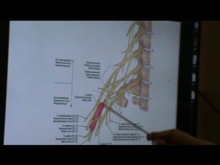 anatomy and biomechanics of the shoulder girdle. ivan desyatskikh day 3 h 4