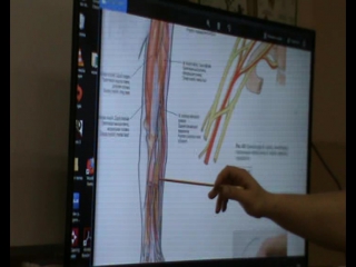 anatomy and biomechanics of the shoulder girdle. ivan desyatskikh day 3 h 8