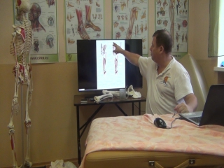 anatomy and biomechanics of the pelvis and hips. h 16