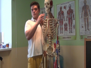 anatomy for masseurs. ivan desyatskikh. preparation for classes with shilin. part 4