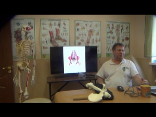 anatomy and biomechanics of the pelvis and hips. h 10.