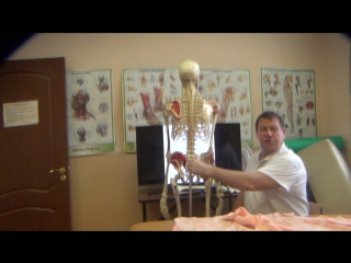 anatomy and biomechanics of the pelvis and hips. h 4.