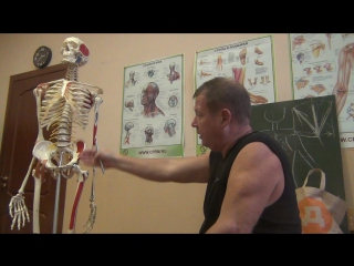 anatomy and biomechanics. preparation for the 3rd year of shilin. zan 1 part 1