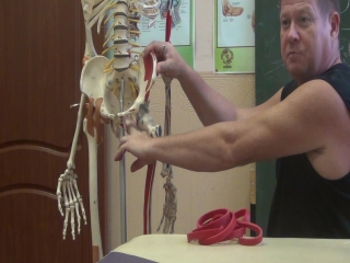 anatomy and biomechanics. preparation for shilin's course. zan 2 part 4