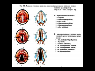 respiratory system