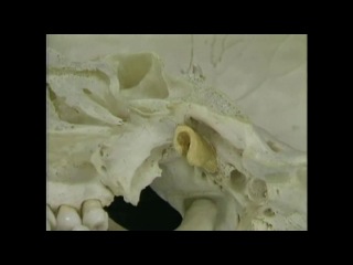 acland anatomy atlas. head and neck. film 4, part 3. russian dub.