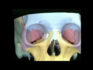 acland anatomy atlas. head and neck. film 4, part 2. russian dub.