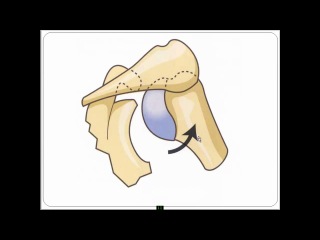 functional anatomy. shoulder joint