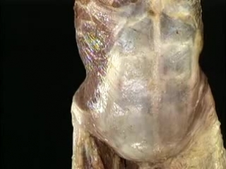 video atlas of anatomy. pelvis, belly