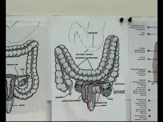intestines under the microscope