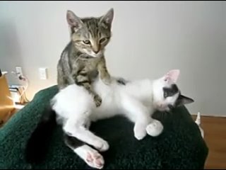 masseur cat