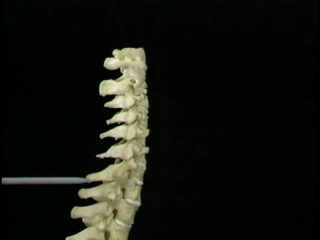video atlas of anatomy acland. film 3, part 1. spine.