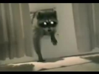 how raccoons fuck rugs)))