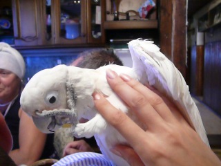 i pet a parrot, and he gets high))
