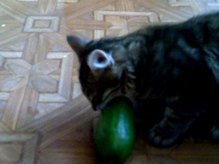 musya cucumber
