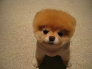 pomeranian is like a soft toy